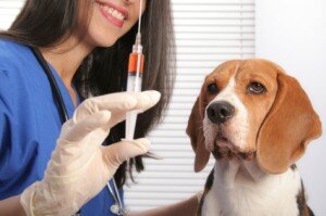 Прививки собакам. Собака и вакцина.