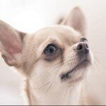 Чихуахуа — самая маленькая собака