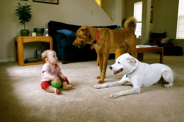 Ребенок и собаки. Дети и собаки.