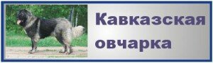 Кавказская овчарка