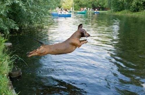 Собака прыгает в воду. Собака боится воды.