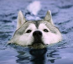 Собака в воде. Собака боится воды.