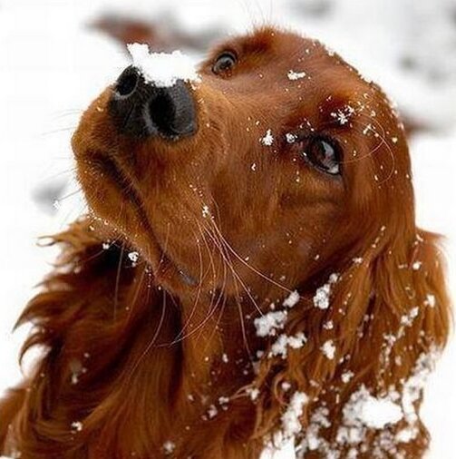 Собака и снег. Зимние собаки.