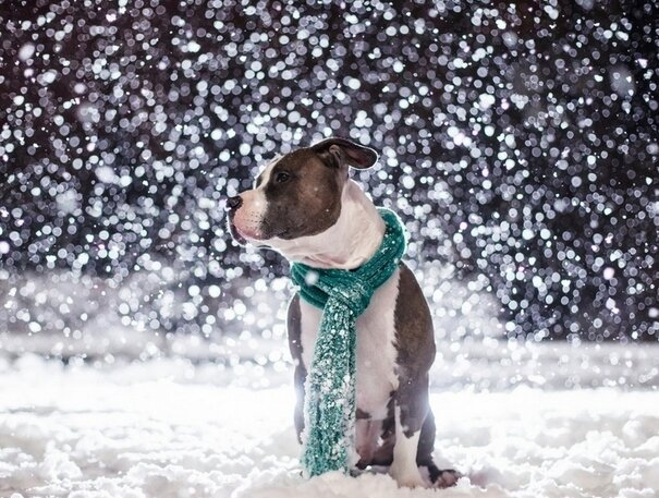Собака и снег. Зимние собаки.