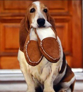 Собака с тапочками. Как научить собаку носить предметы.