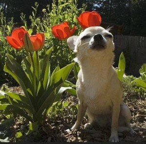 Весенний чихуа-хуа. Фото весенних собак.